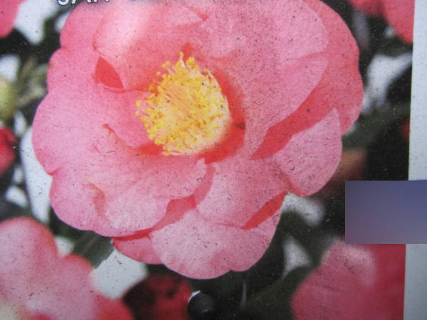 Japanische Kamelie R.L. Wheeler -1